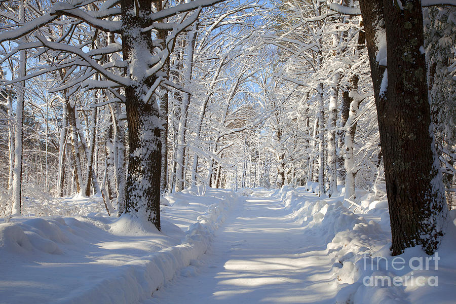 Snowy Road #1 Photograph by Larry Landolfi