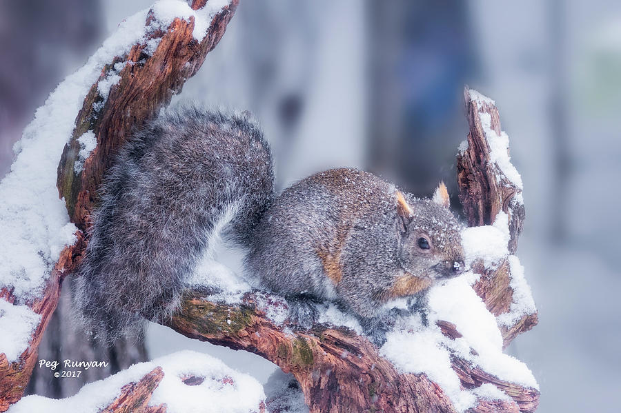 Snowy Squirrel #1 Photograph by Peg Runyan