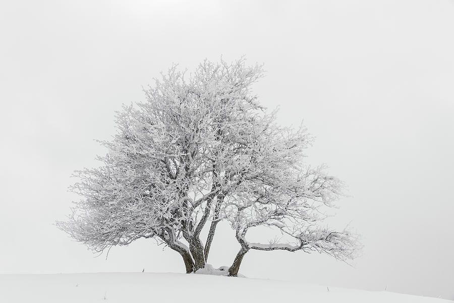 Snowy tree - 2 Photograph by Paul MAURICE