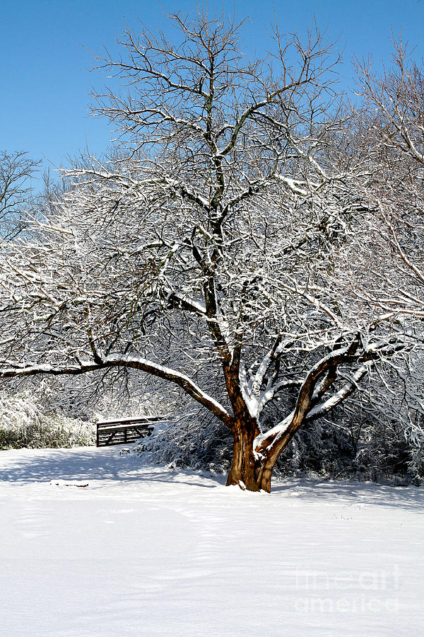 Snowy Tree #1 Photograph by Terri Morris