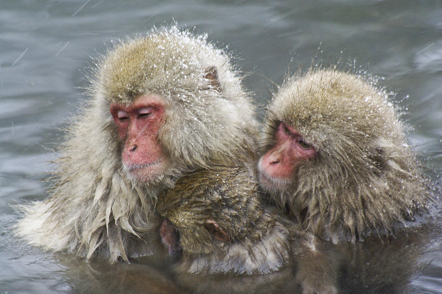 Snuggling Snow Monkeys Photograph by Michele Burgess