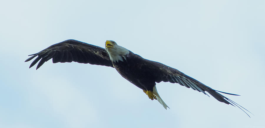 Eagle Photograph - Soaring Eagle #1 by Jeff at JSJ Photography