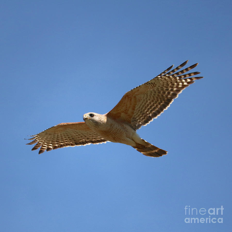 Hawk Photograph - Soaring Hawk  #1 by Carol Groenen