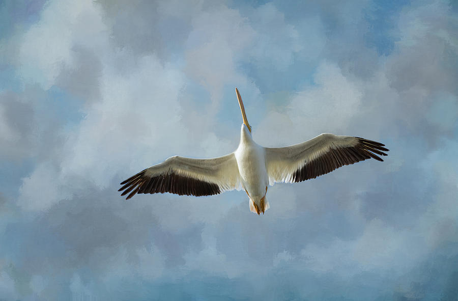 Pelican Photograph - Soaring High by Kim Hojnacki