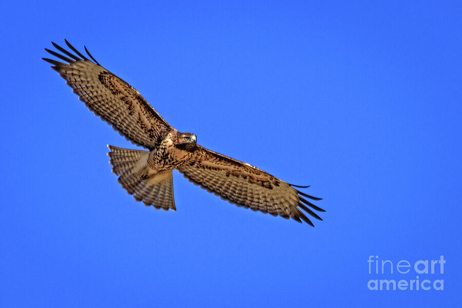 Soaring Red Tail Hawk #1 Photograph by Robert Bales