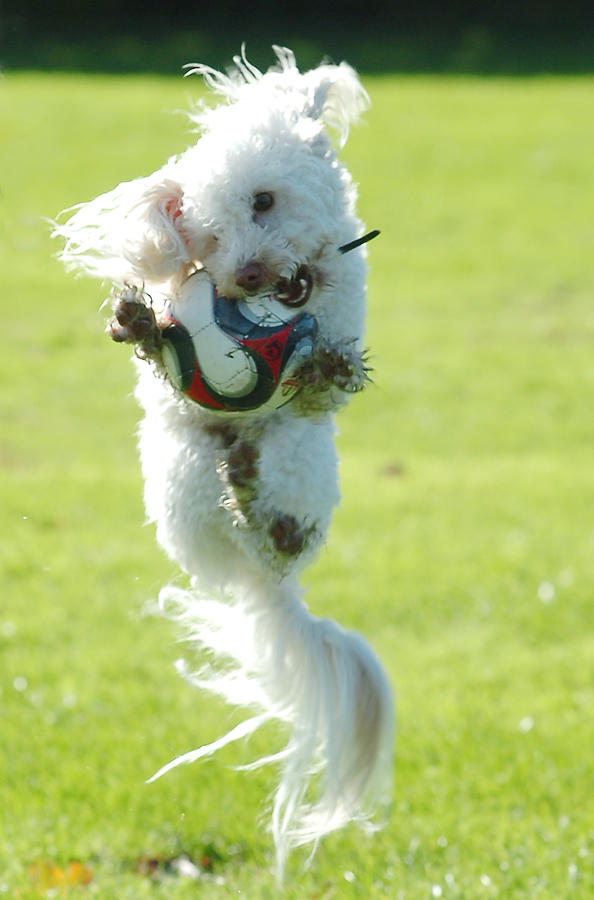 Soccer Dog-4 #1 Photograph by Steve Somerville