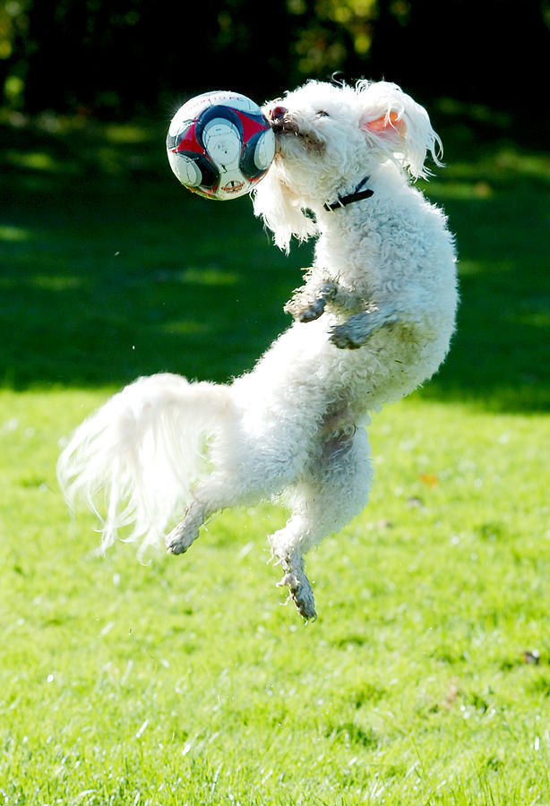 Soccer dog-6 #1 Photograph by Steve Somerville