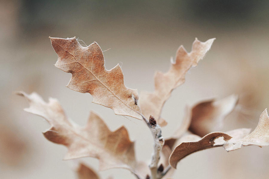 Soft Breeze by Becca Buecher Soft Breeze by Becca Buecher
