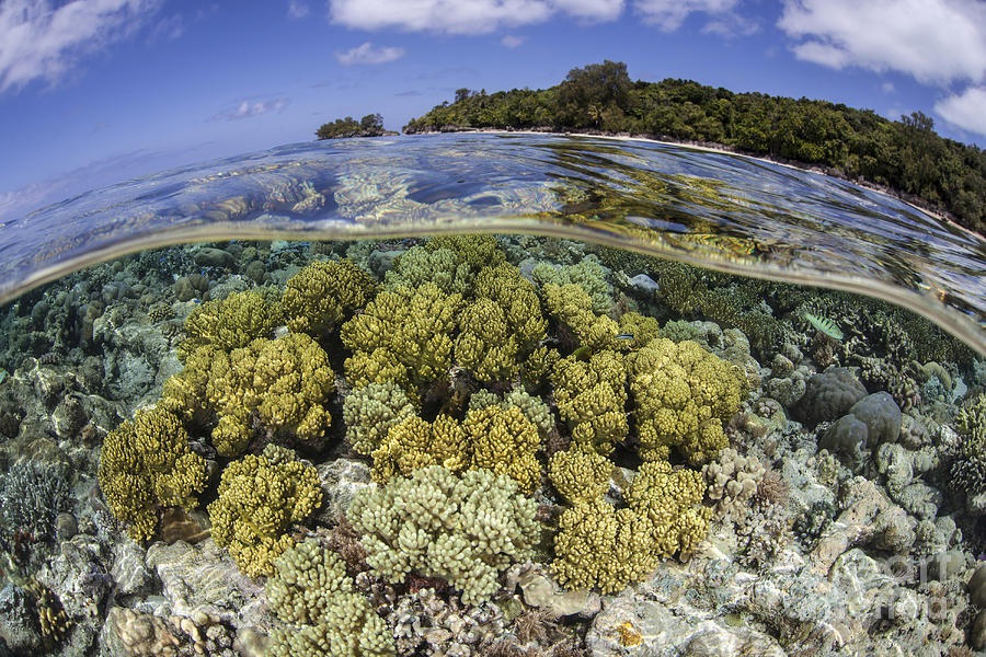 Nature Photograph - Soft Corals Grow On The Edge Of Palaus #1 by Ethan Daniels