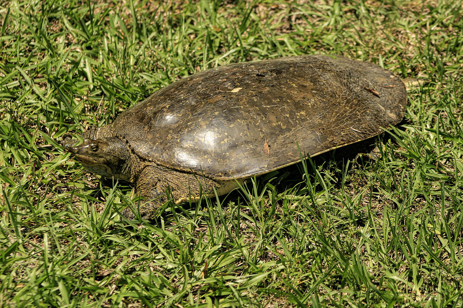 Soft Florida Shelled Turtle - Apalone Ferox #1 Photograph by Kathy Clark