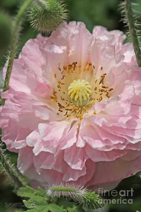 Soft Pink and White Poppy from the Angels Choir Mix #2 Photograph by J McCombie