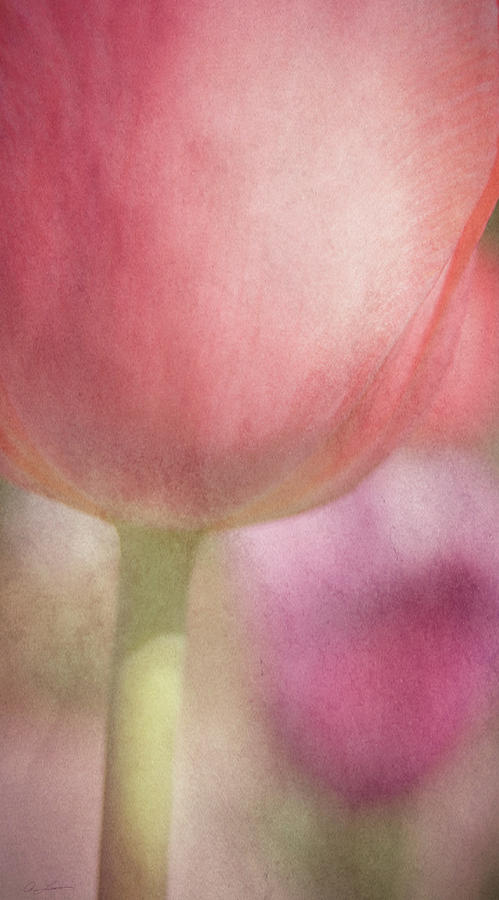 Soft Pink Tulips by Ann Lauwers Soft Pink Tulips by Ann Lauwers