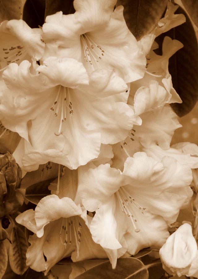 Soft Sepia Floral #1 Photograph by Carol Groenen