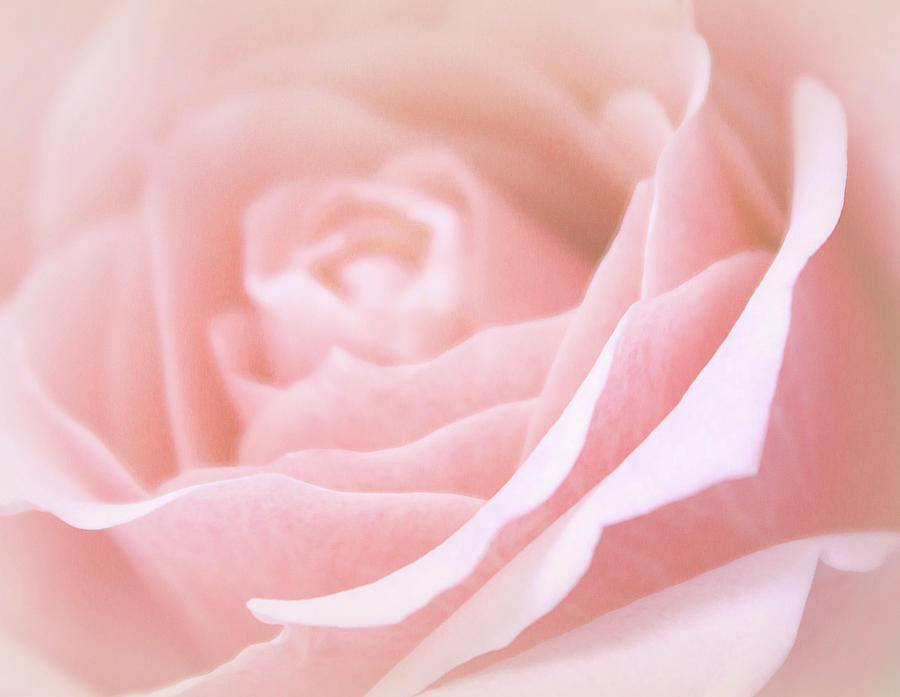 Soft Tender Rose #1 Photograph by The Art Of Marilyn Ridoutt-Greene