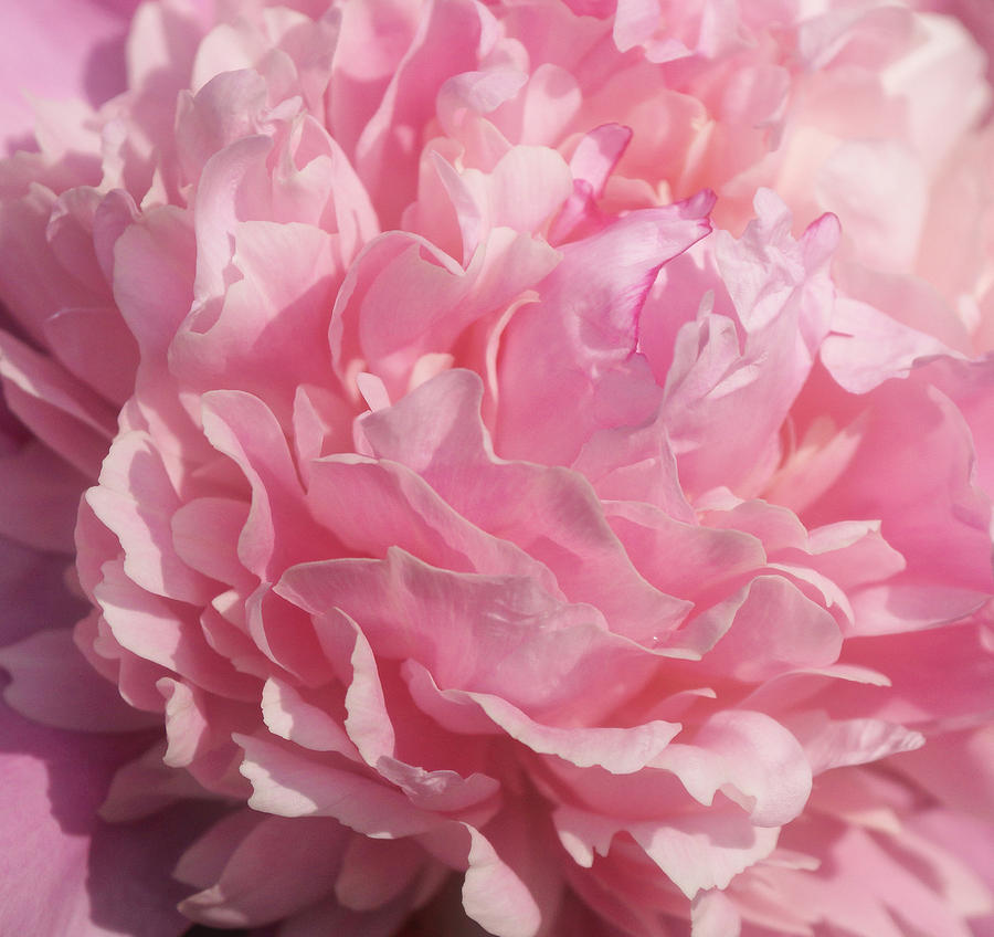 Flower Photograph - Softly Pink #1 by Sandy Keeton