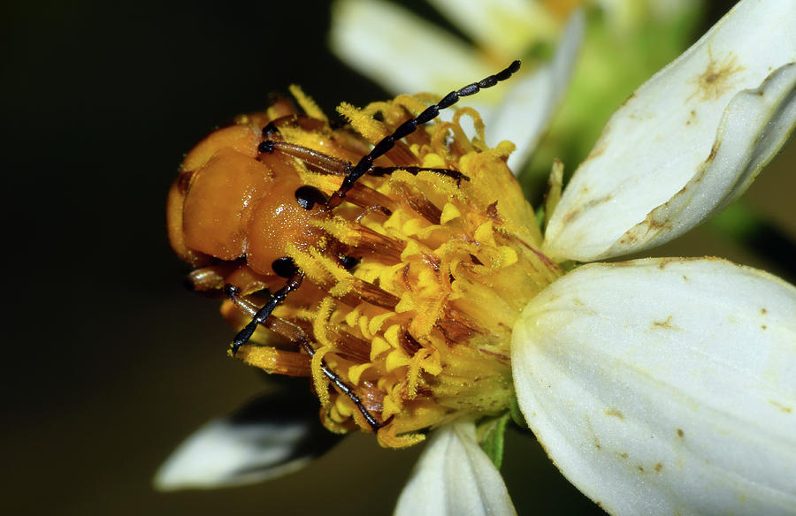 Soldier Beetle #1 Photograph by Larah McElroy