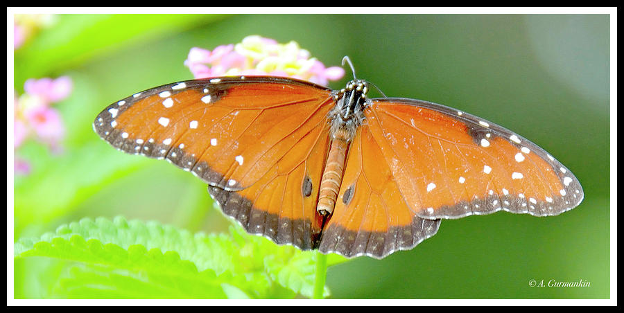 Soldier, Tropical Queen Butterfly #1 Photograph by A Macarthur Gurmankin
