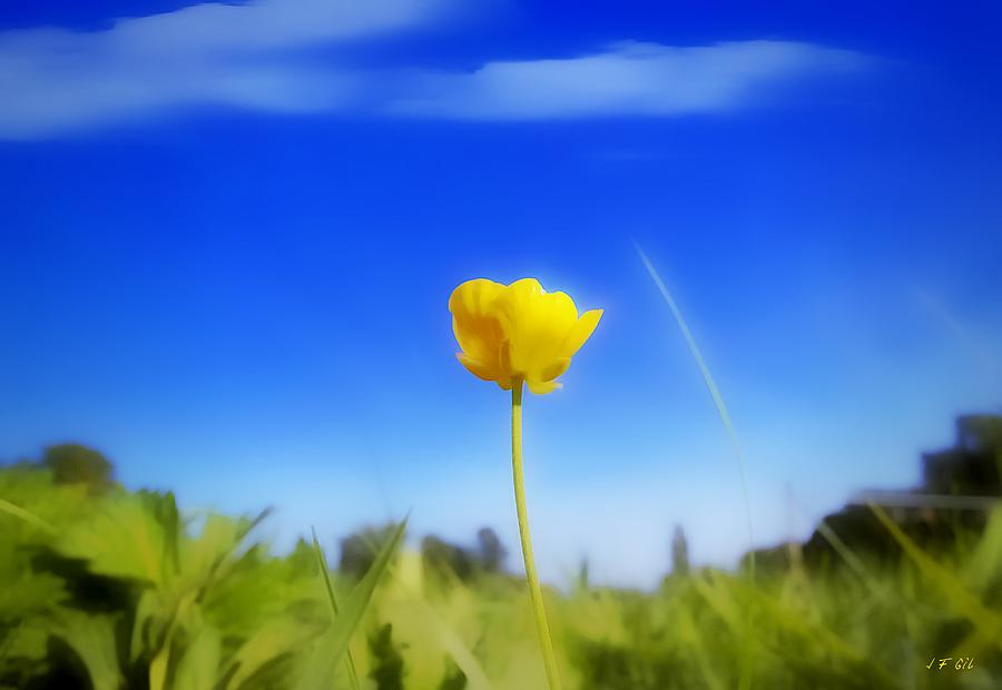 Solitary Flower #2 Photograph by Jean Francois Gil