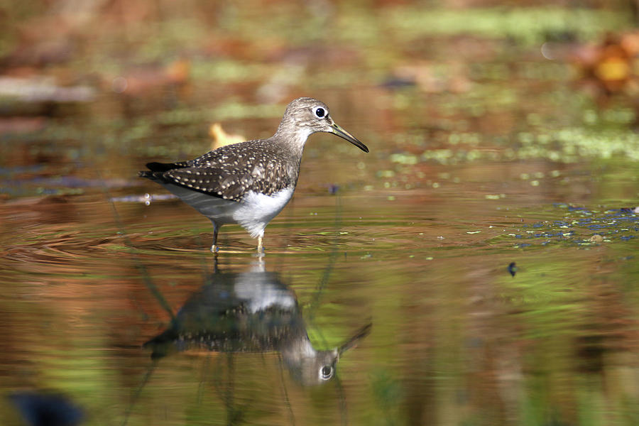 Solitary Sandpiper Reflection #1 Photograph by Brook Burling