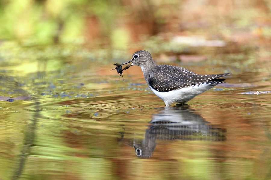 Solitary Sandpiper with a Belostomatidae, #1 Photograph by Brook Burling