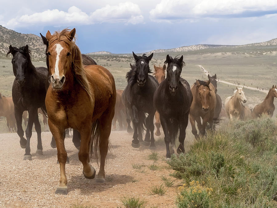 Sombrero Ranch Horse Drive, an annual event in Maybell, Colorado by Nadja Rider Sombrero Ranch Horse Drive, an annual event in Maybell, Colorado by Nadja Rider