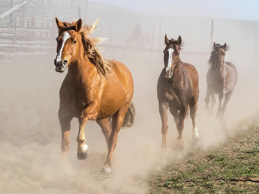 Sombrero Ranch Horse Drive At The Corrals by Nadja Rider Sombrero Ranch Horse Drive At The Corrals by Nadja Rider