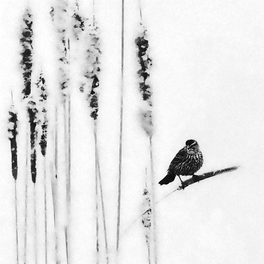 Song Bird  #1 Photograph by Andrea Kollo