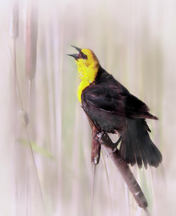 Yellow Headed Blackbird Singing a Song of Spring Photograph by John Christopher