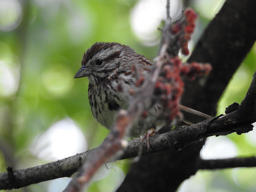 Song Sparrow  #1 Photograph by Betty-Anne McDonald