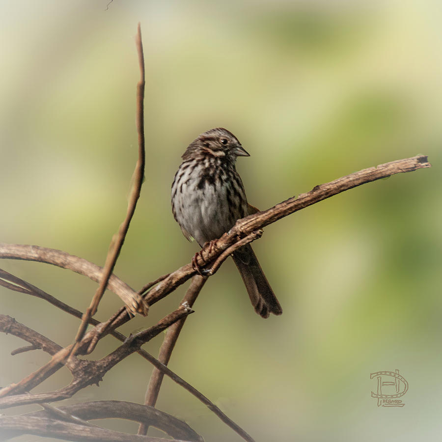 Song Sparrow #2 Photograph by Daniel Hebard