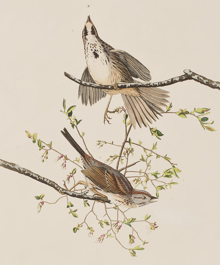 John James Audubon Painting - Song Sparrow by John James Audubon