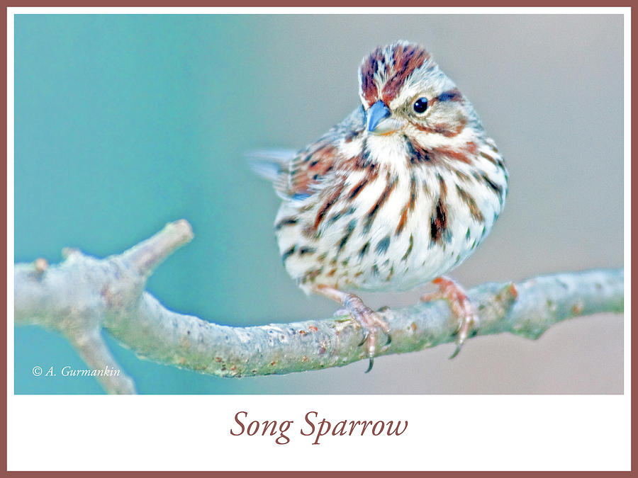 Song Sparrow on Tree Branch #1 Photograph by A Macarthur Gurmankin