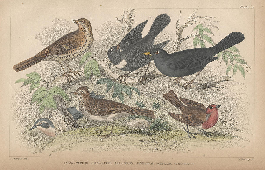 John James Audubon Drawing - Songbirds #1 by Dreyer Wildlife Print Collections 
