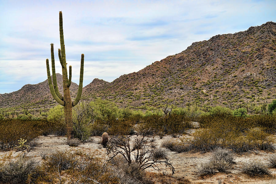 Sonora Desert Arizona San Tan Mountains Photograph by Paul Moore - Fine ...