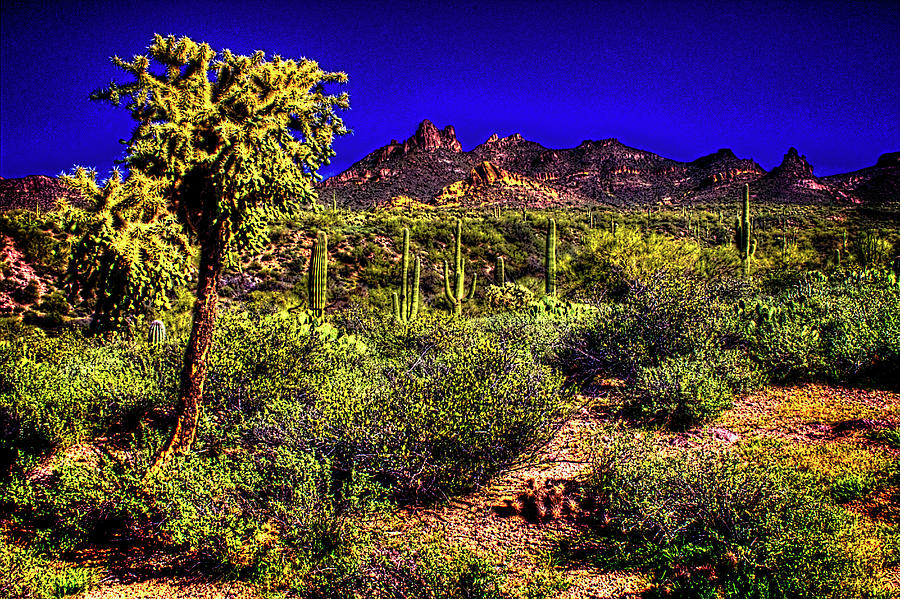 Sonoran Desert In The Superstition Wilderness #2 Photograph by Roger Passman