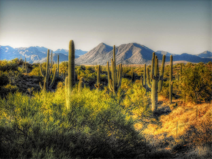Sonoran Desert #1 Photograph by Saija Lehtonen