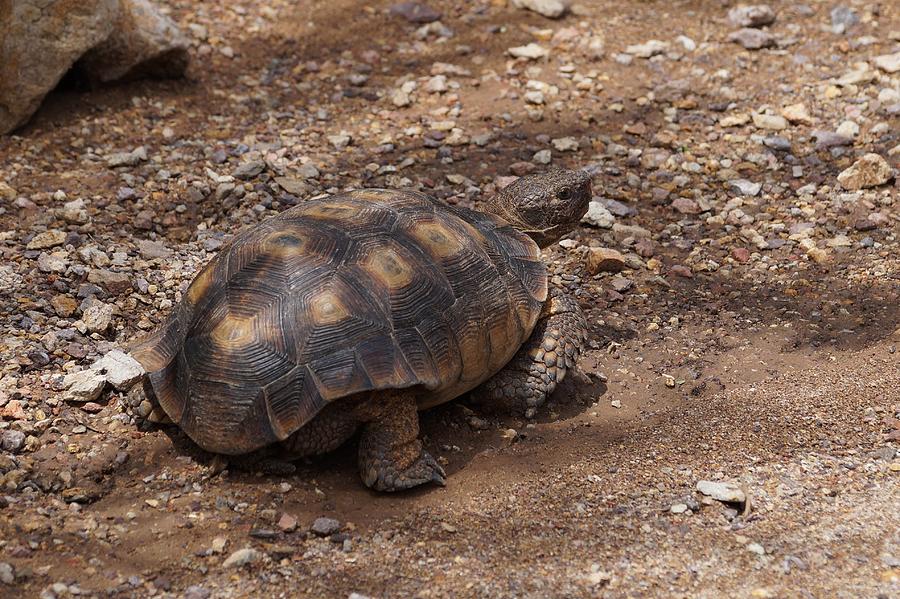 Sonoran Desert Tortoise Photograph by Dennis Boyd - Fine Art America