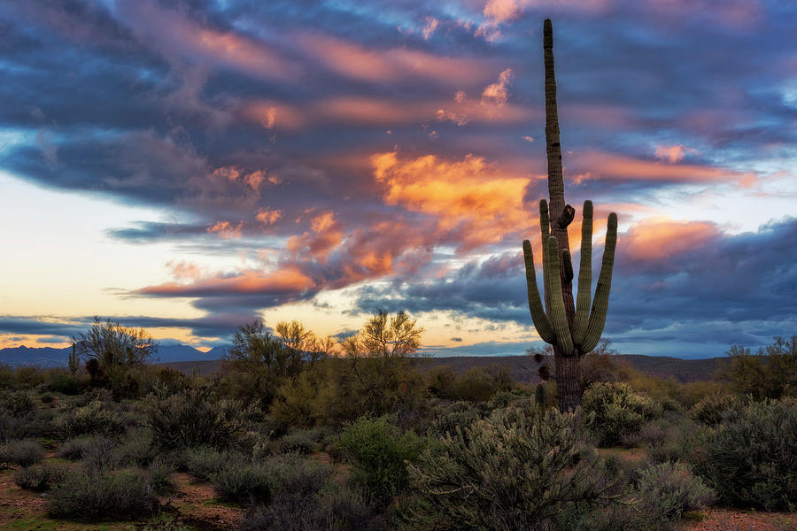 Sonoran Saguaro Sunrise  #2 Photograph by Saija Lehtonen