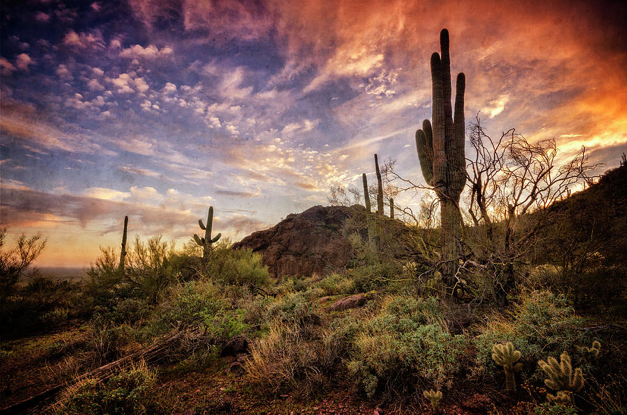 Sonoran Skies Alive With Color  #1 Photograph by Saija Lehtonen