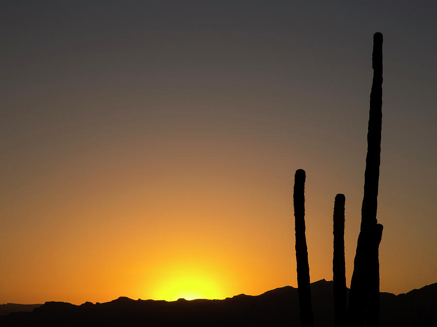 Sonoran Sunrise #1 Photograph by Sue Cullumber