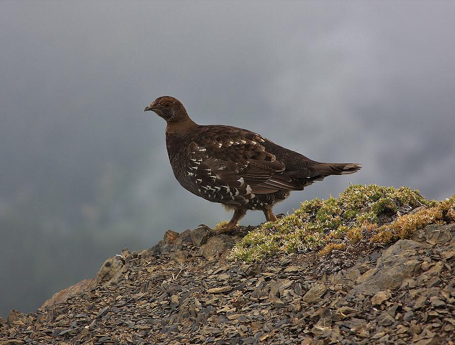 Sooty Grouse Photograph