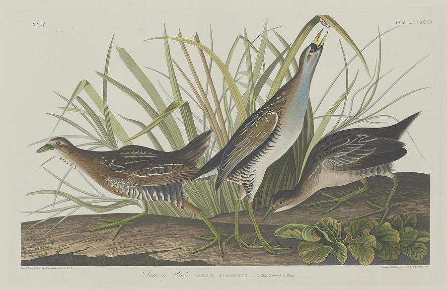 John James Audubon Drawing - Sora or Rail #1 by Dreyer Wildlife Print Collections 