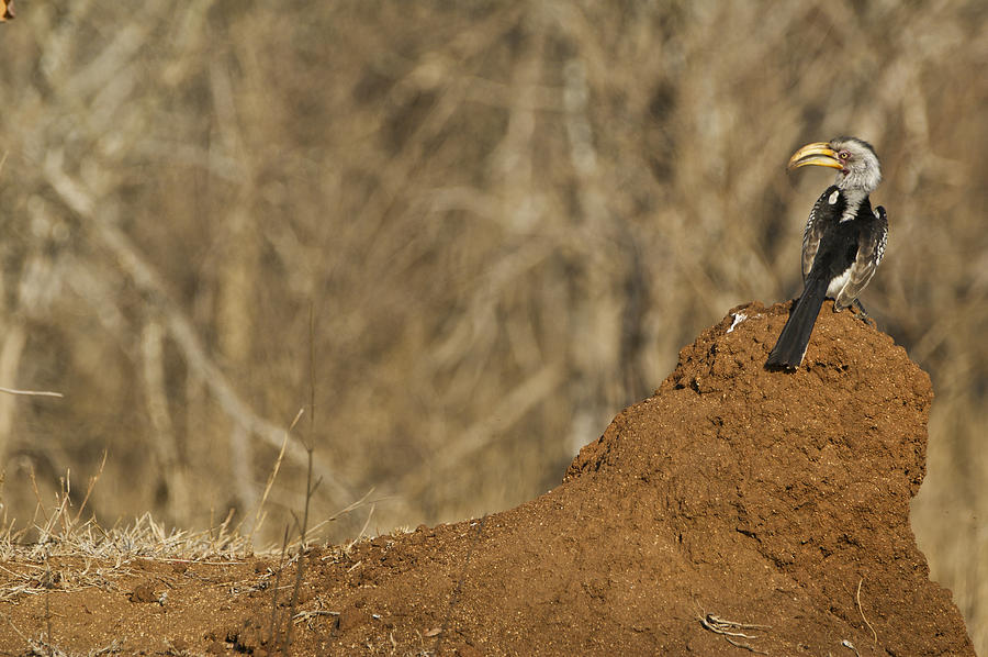 Souther Yellow-Billed Hornbill #1 Photograph by Brian Kamprath
