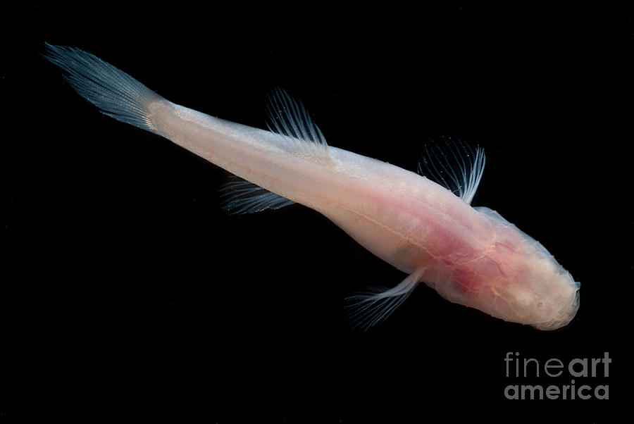 Southern Cave Fish #1 Photograph by Dant Fenolio