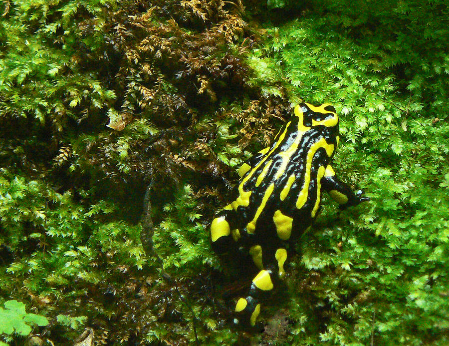 Nature Photograph - Southern Corroboree Frog Strolling by Margaret Saheed