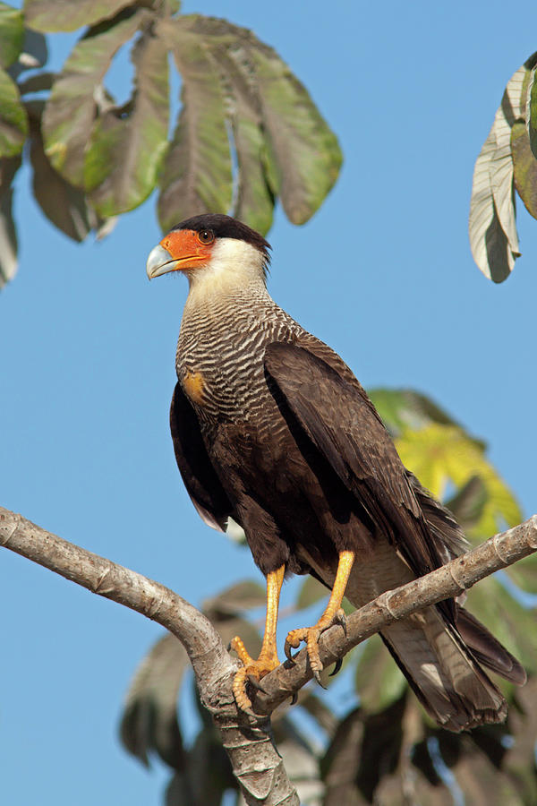 Southern Crested Caracara #1 Photograph by Aivar Mikko
