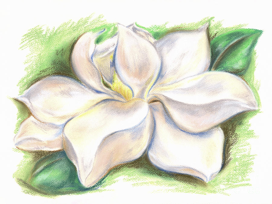 Southern Magnolia Blossom #1 Pastel by MM Anderson