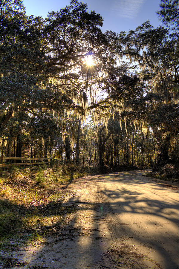 Southern Oak Shadows  #1 Photograph by Dustin K Ryan