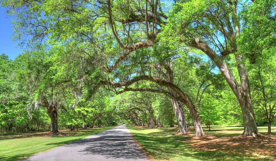 Southern Oak Trees Photograph by Cynthia Kidwell - Fine Art America