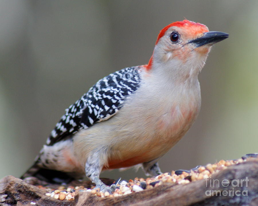 Southern red-bellied woodpecker #1 Photograph by Theresa Cangelosi